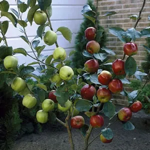 An Duo-Fruit Apple Tree